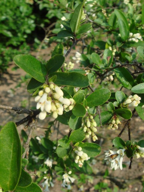 Ligustrum obtusifolium fleur P3 P23